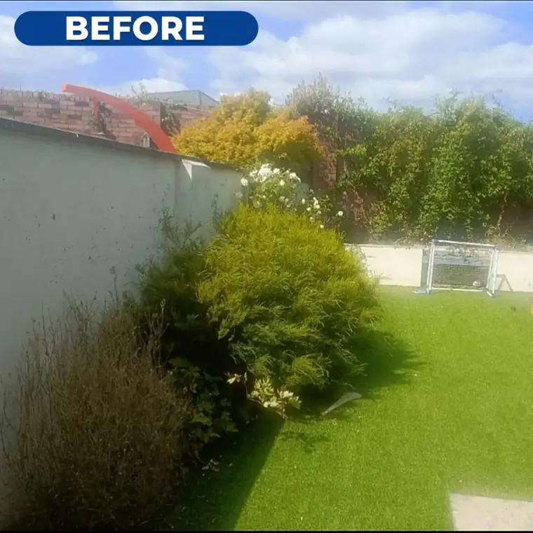 Back garden before work, lawn overgrown and shrubs untrimmed.